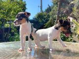 Kısa Kuyruk Kısa Bacak Jack Russel Terrier