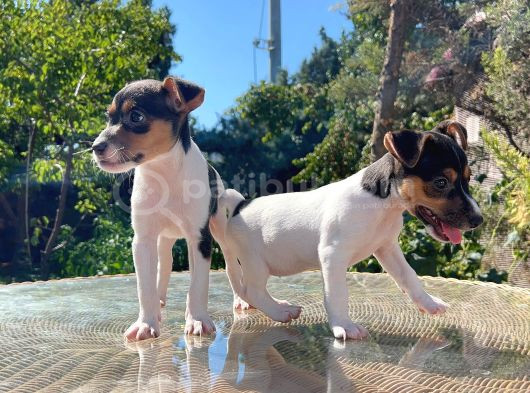 Kısa Kuyruk Kısa Bacak Jack Russel Terrier görsel