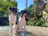 Kısa Kuyruk Kısa Bacak Jack Russel Terrier