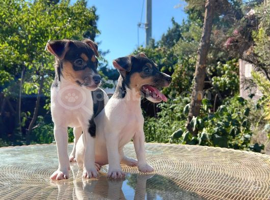 Kısa Kuyruk Kısa Bacak Jack Russel Terrier görsel