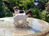 Kısa Kuyruk Kısa Bacak Jack Russel Terrier