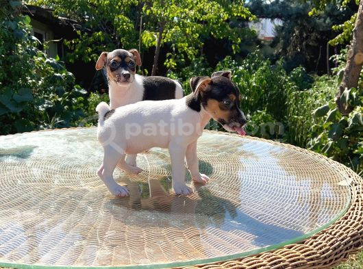 Kısa Kuyruk Kısa Bacak Jack Russel Terrier görsel