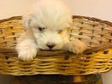 maltipoo bebeklerimiz