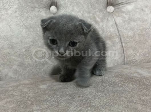 Sevimli Çocuklar Yeni Yuvalarına Hazırlar görsel