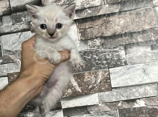 Sevimli Çocuklar Yeni Yuvalarına Hazırlar görsel