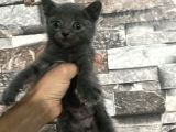 Sevimli Çocuklar Yeni Yuvalarına Hazırlar