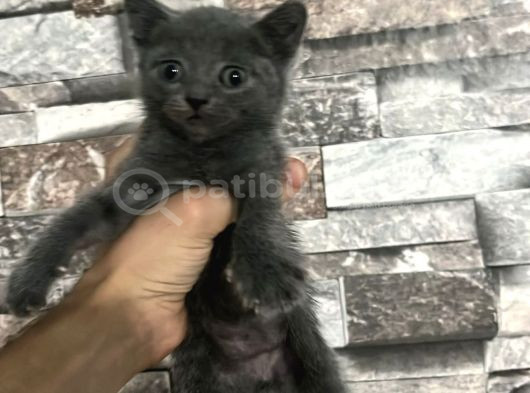 Sevimli Çocuklar Yeni Yuvalarına Hazırlar görsel