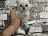 Sevimli Çocuklar Yeni Yuvalarına Hazırlar
