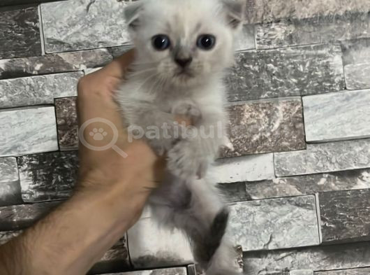 Sevimli Çocuklar Yeni Yuvalarına Hazırlar görsel