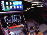 Saf Rottweiler Bebek