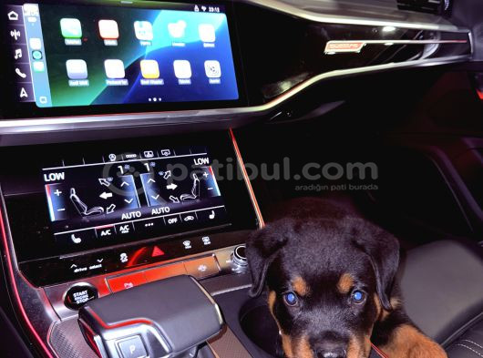 Saf Rottweiler Bebek görsel