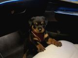 saf rottweiler bebek