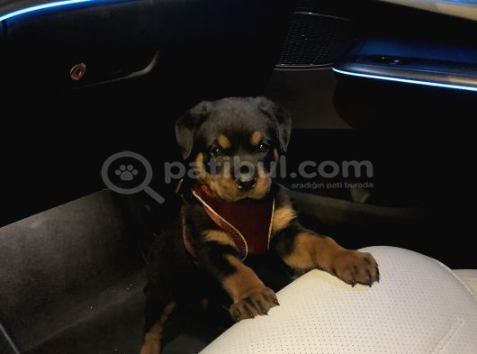 Saf Rottweiler Bebek