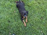 Saf Rottweiler Bebek