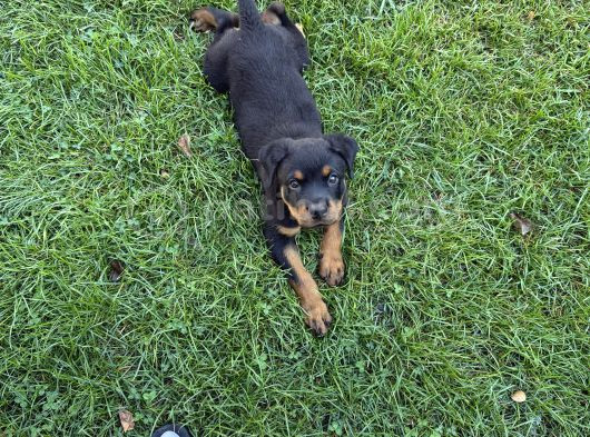 Saf Rottweiler Bebek görsel