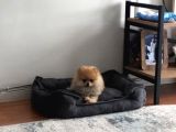 Dişi Güzeller Güzeli Pomeranian Bebek