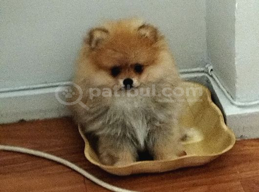 Dişi Güzeller Güzeli Pomeranian Bebek görsel