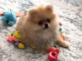 Dişi güzeller güzeli pomeranian bebek