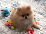Dişi Güzeller Güzeli Pomeranian Bebek