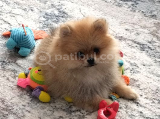 Dişi Güzeller Güzeli Pomeranian Bebek görsel