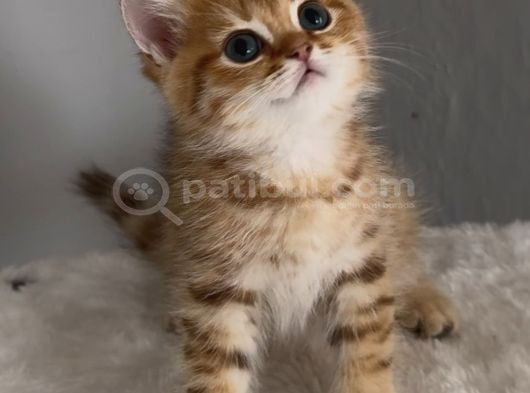 Safkan British Golden Sevimli Oyuncu Bir Prenses