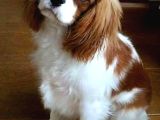 KONTES KÖPEĞİ KİNG CHARLES
