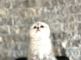 Top Kafa Scottish Fold Yavrularim