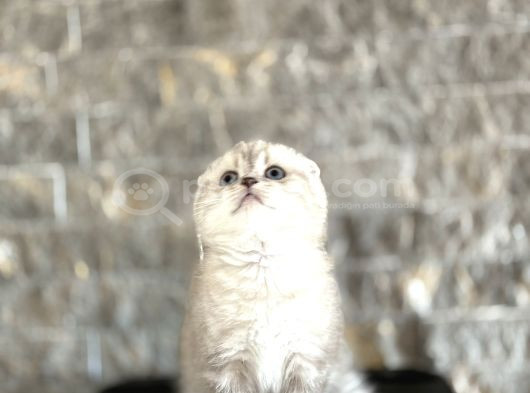 Top Kafa Scottish Fold Yavrularim görsel