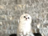 Top Kafa Scottish Fold Yavrularim
