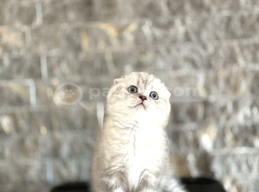Top Kafa Scottish Fold Yavrularim görsel