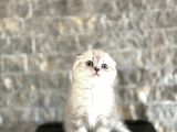 TOP KAFA SCOTTISH FOLD YAVRULARIM