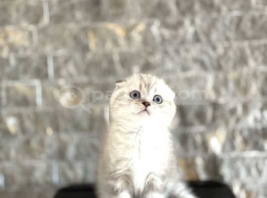 Top Kafa Scottish Fold Yavrularim