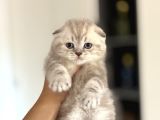 Top Kafa Scottish Fold Yavrularim