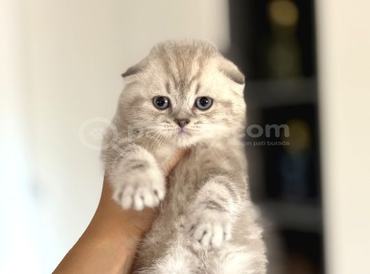 Top Kafa Scottish Fold Yavrularim görsel