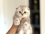 Top Kafa Scottish Fold Yavrularim