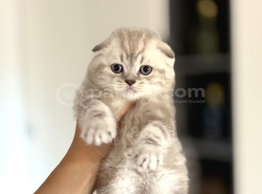 Top Kafa Scottish Fold Yavrularim görsel