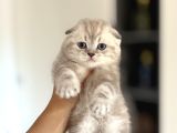 Top Kafa Scottish Fold Yavrularim