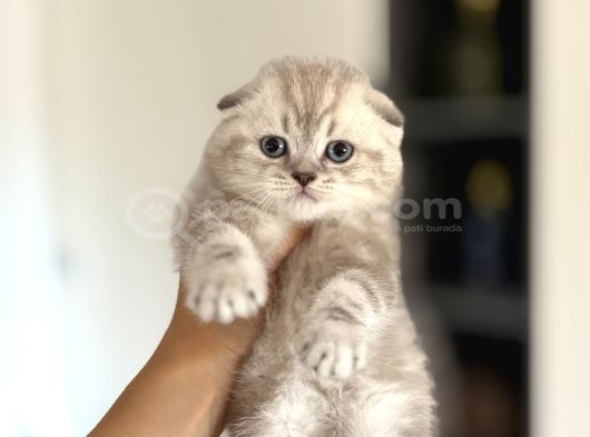 Top Kafa Scottish Fold Yavrularim görsel