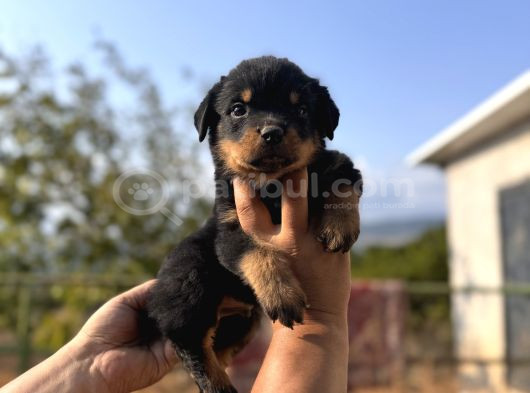 Scrli Rotweiller Bebekler görsel