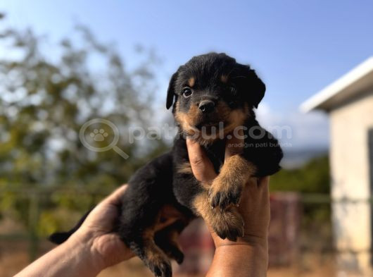 Scrli Rotweiller Bebekler görsel