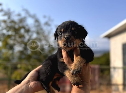 Scrli Rotweiller Bebekler görsel