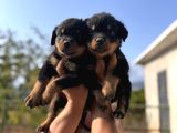 Scrli Rotweiller Bebekler