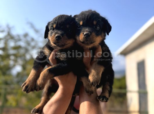 Scrli Rotweiller Bebekler görsel