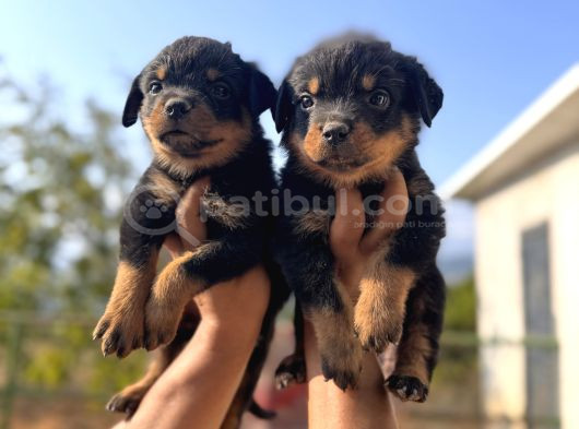 Scrli Rotweiller Bebekler