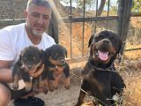 Scrli Rotweiller Bebekler