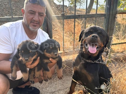 Scrli Rotweiller Bebekler görsel