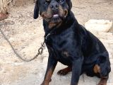 Scrli Rotweiller Bebekler