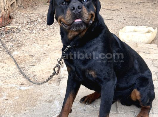 Scrli Rotweiller Bebekler görsel