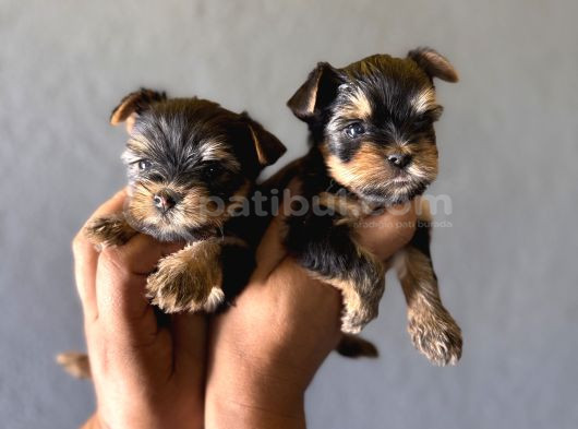 Teacup Yorkshi̇re Terri̇er Bebekler