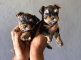 Teacup Yorkshi̇re Terri̇er Bebekler